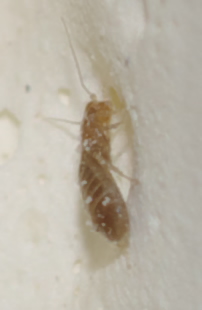 Liposcelis sp. (Liposcelididae)